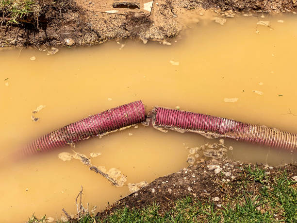 Best Flood restoration services  in Dortches, NC